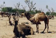 Kamelmarkt auf dem Weg nach Jodhpur